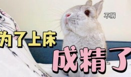 兔兔娱乐吃瓜,揭秘娱乐圈吃瓜背后的真相与趣味